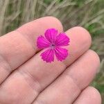 Dianthus giganteus Кветка