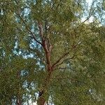 Salix matsudana Yeri