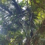 Howea belmoreana Jani