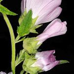 Lavatera thuringiaca Kvet