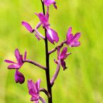 Anacamptis laxiflora Flor
