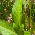 Persicaria minor Blatt