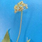 Malaxis crispifolia
