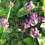 Astragalus danicus Blad