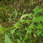 Chaiturus marrubiastrum Leaf