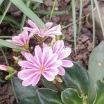 Lewisia cotyledon Flor