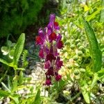 Linaria aeruginea Flor