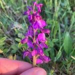 Anacamptis morio Цветок