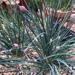 Allium schmitzii Лист
