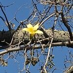 Ceiba insignis Leaf