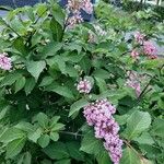 Syringa villosa Blüte