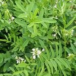 Galega officinalis पत्ता