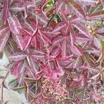 Parthenocissus henryana Φύλλο