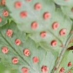 Dryopteris erythrosora Fruit