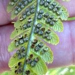 Dryopteris oreades Ffrwyth