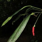 Anthurium bakeri Levél