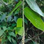 Sorghum arundinaceum Leaf