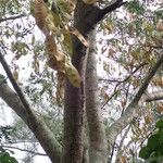 Albizia lebbeck Schors