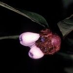 Psychotria amplifolia Fruto