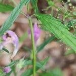 Galeopsis ladanum Foglia