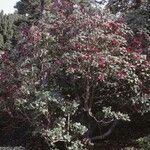 Rhododendron thomsonii Hábito