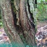 Salix × fragilis 樹皮