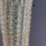 Cleistocactus variispinus Blatt