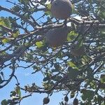 Gardenia ternifolia Fruit