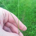 Carex praecox Leaf