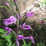 Cephalanthera rubra Floro