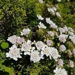 Iberis procumbens Fula
