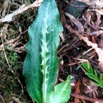 Goodyera oblongifolia Leaf