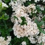 Pyracantha coccineaBlomst