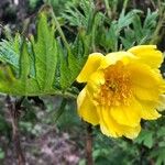 Paeonia ludlowii Цветок