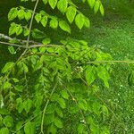 Gymnocladus dioicus Blatt