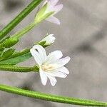 Epilobium parviflorumFlor