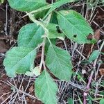 Sericocomopsis hildebrandtii Leaf