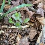 Sedum ternatum Leaf