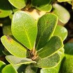Arctostaphylos uva-ursi Hoja