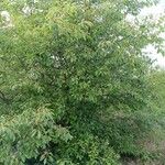 Prunus serotina অভ্যাস