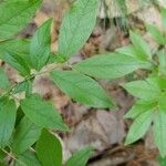 Vaccinium angustifolium Листок