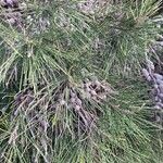 Casuarina cunninghamiana Leaf