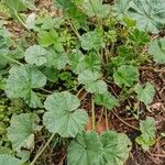 Malva pusilla Blad