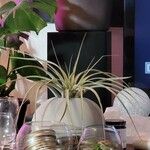 Tillandsia concolor Hoja