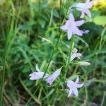 Campanula rapunculus 花