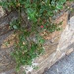 Mesembryanthemum cordifolium Habit