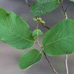 Monanthotaxis obovata Leaf