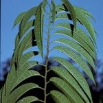 Annona muricata Corteza