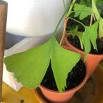 Ginkgo biloba Leaf