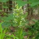 Platanthera lacera